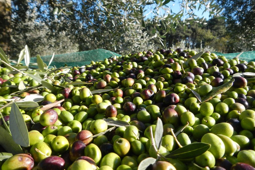 olive-raccolta