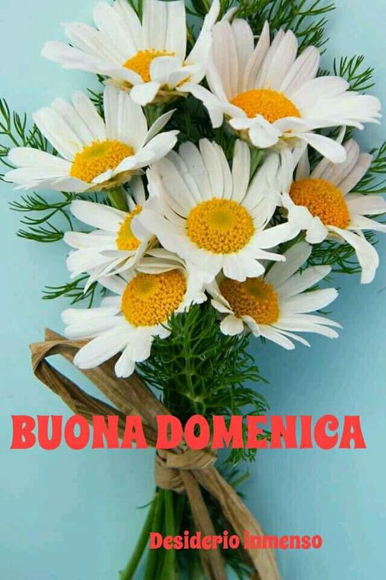 buona-domenica-fiori-margherite-whatsapp