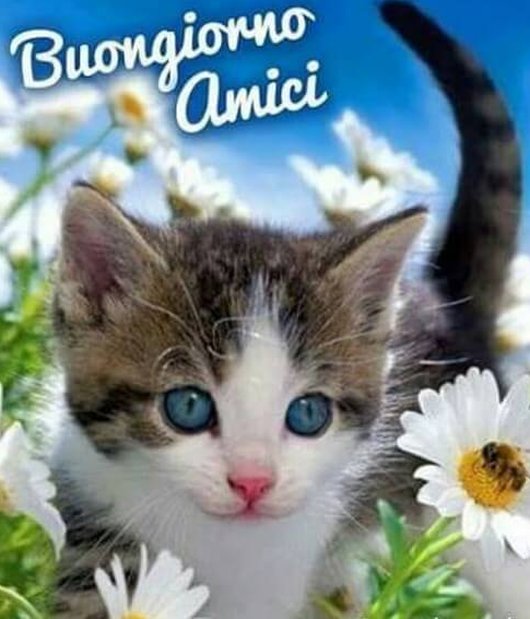 buongiorno-whatsapp-gattino