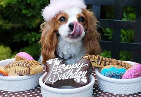 buon-compleanno-divertente-cane