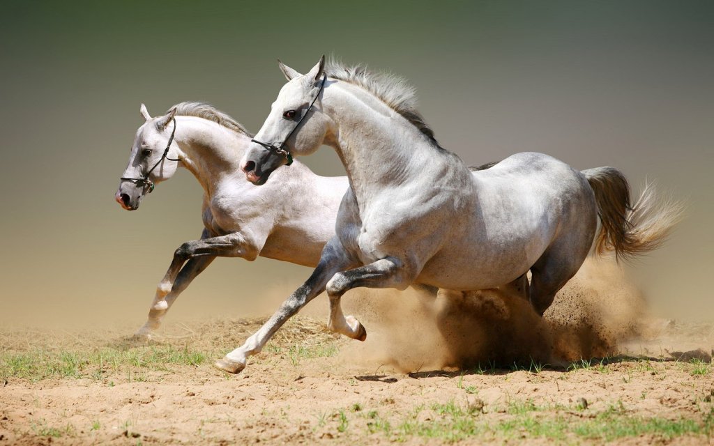 cavalli-bianchi-in-corsa