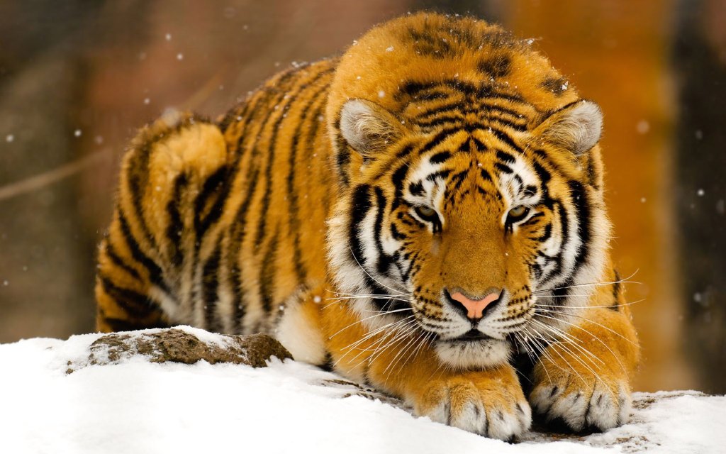 foto-molto-bella-tigre