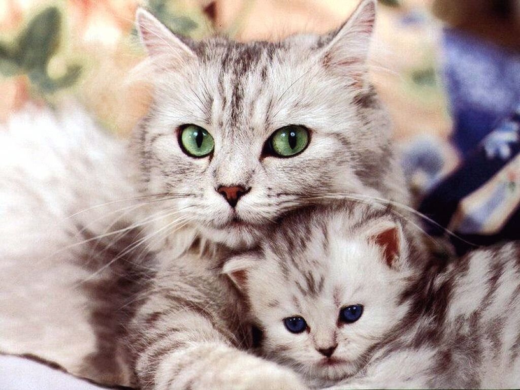 gatti-abbracciati-bellissima