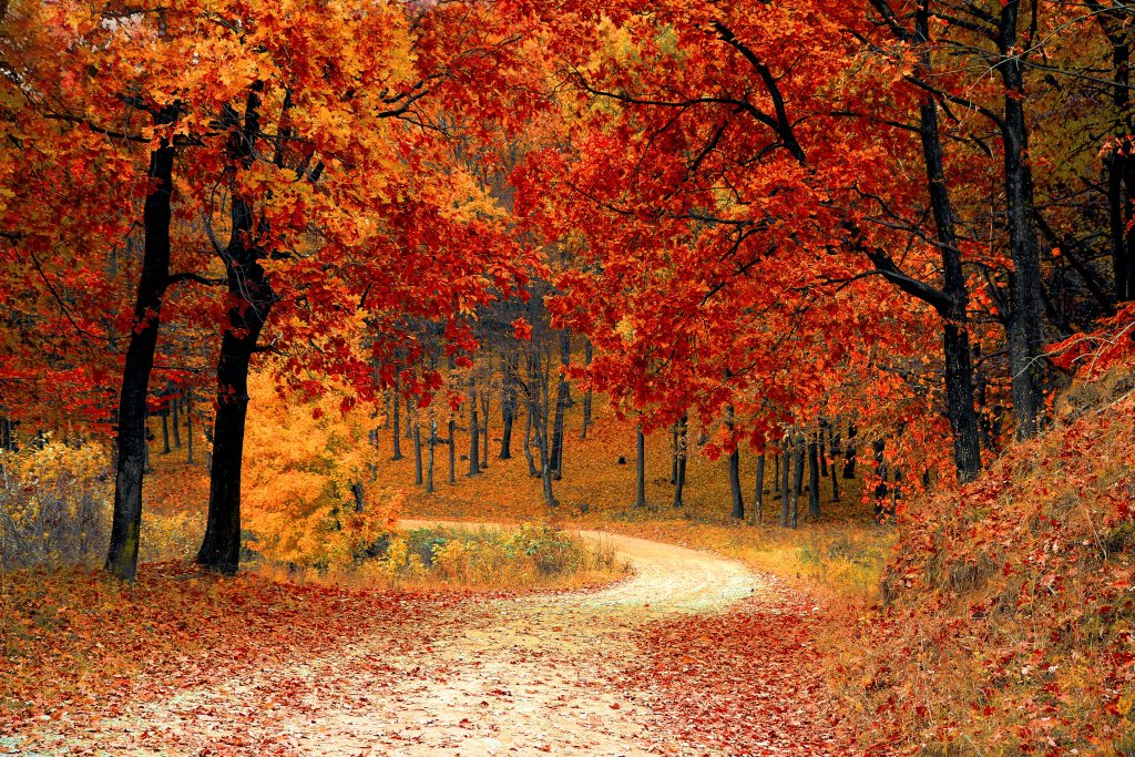 immagini-belle-da-scaricare-autunno-foglie-rosse