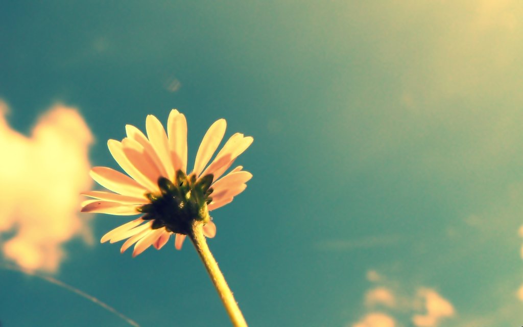 immagini-tumblr-fiori