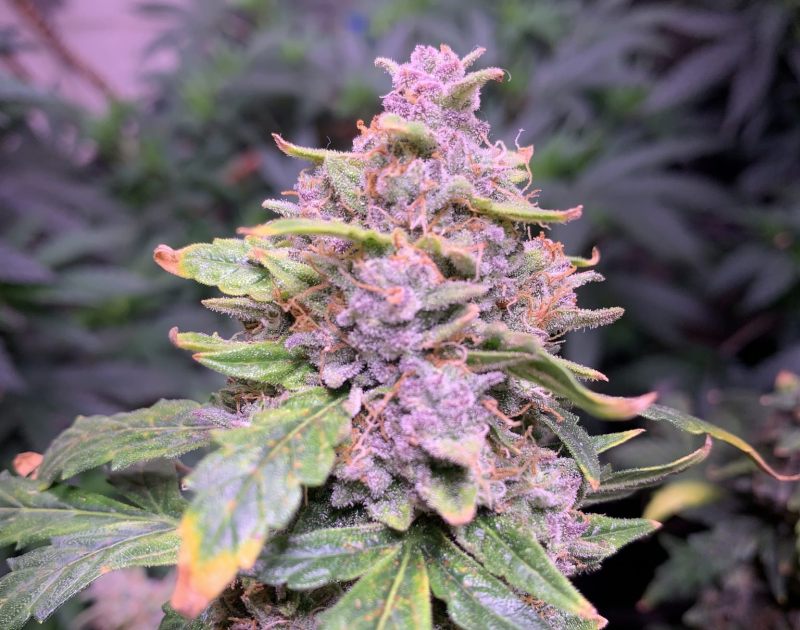 purple-haze-marijuana-viola-pianta