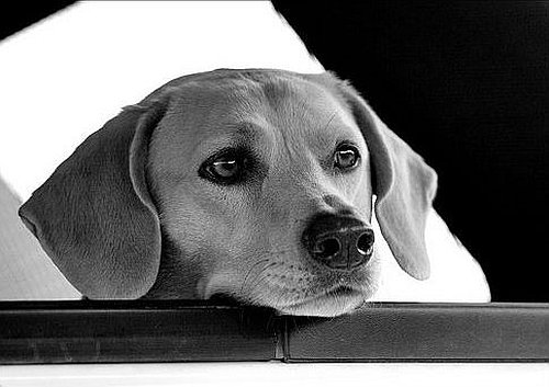 foto-in-bianco-e-nero-cane