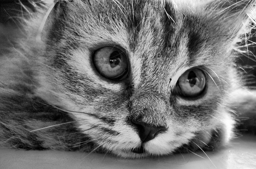 foto-in-bianco-e-nero-gatto