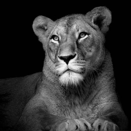 foto-in-bianco-e-nero-leone-leonessa