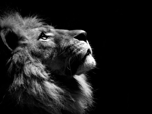 foto-in-bianco-e-nero-leone