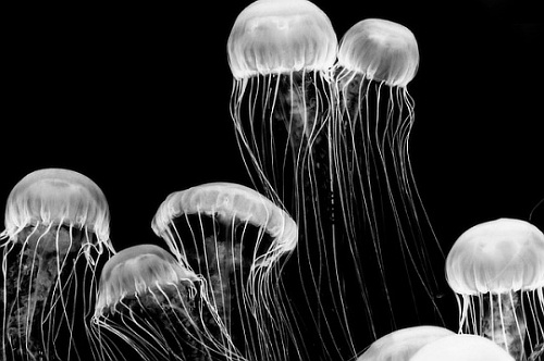 foto-in-bianco-e-nero-medusa