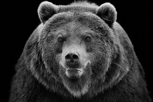 foto-in-bianco-e-nero-orso