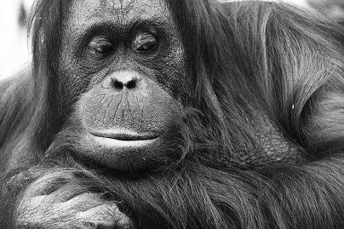 foto-in-bianco-e-nero-scimmia-scimpanze