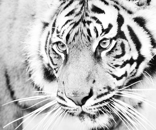 foto-in-bianco-e-nero-tigre