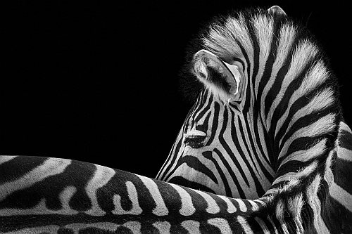 foto-in-bianco-e-nero-zebra