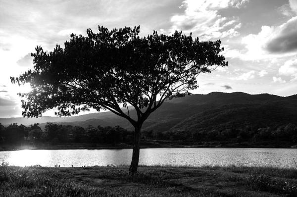 immagini-bianco-e-nero-paesaggi-albero