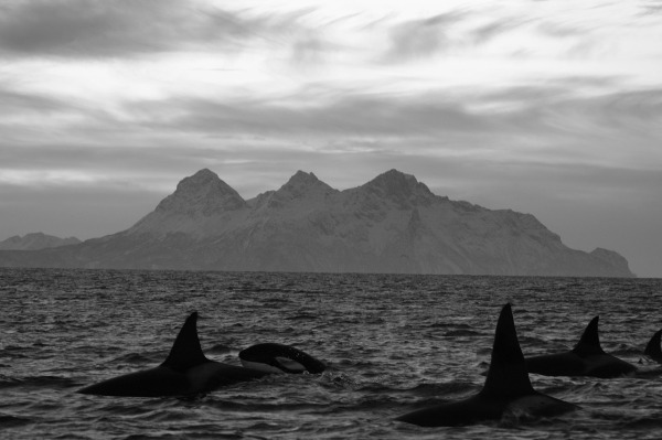 immagini-bianco-e-nero-paesaggi-mare-pesci-delfini