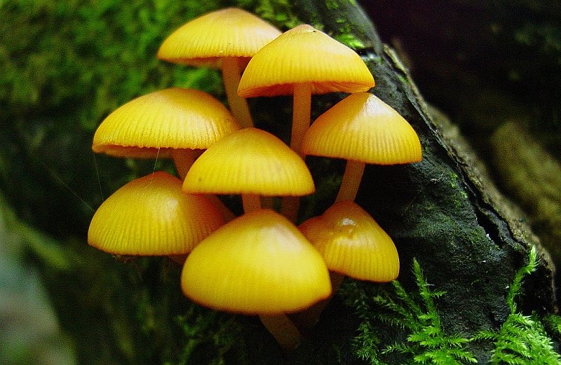 colori-funghi-gialli-marroni