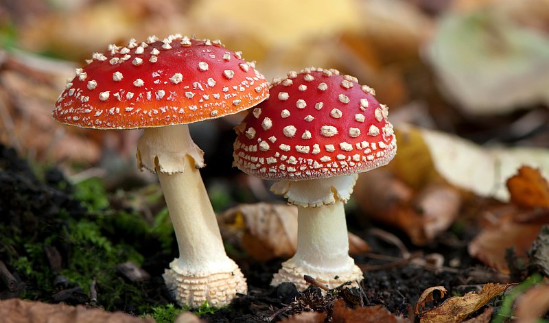 colori-funghi-velenosi