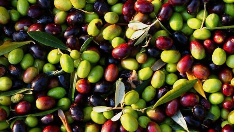 colori-delle-olive