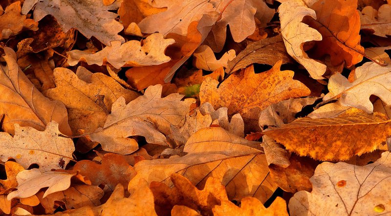 marrone-autunno-foglie