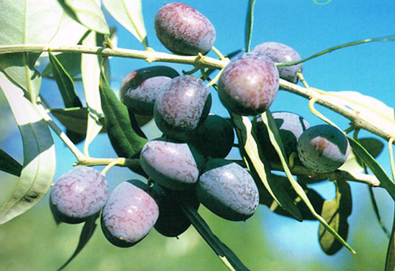 olive-grignano