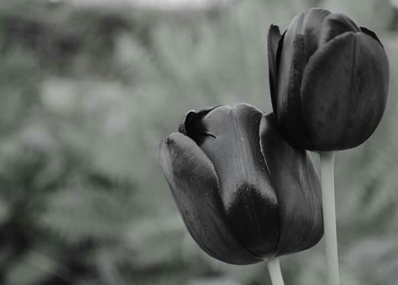 tulipani-neri-simbologia