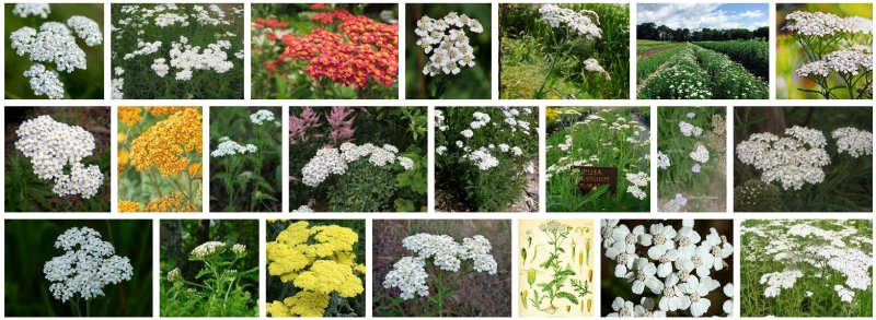 abbinare-colori-fiori-giardino-aiuole-achillea-millefolium