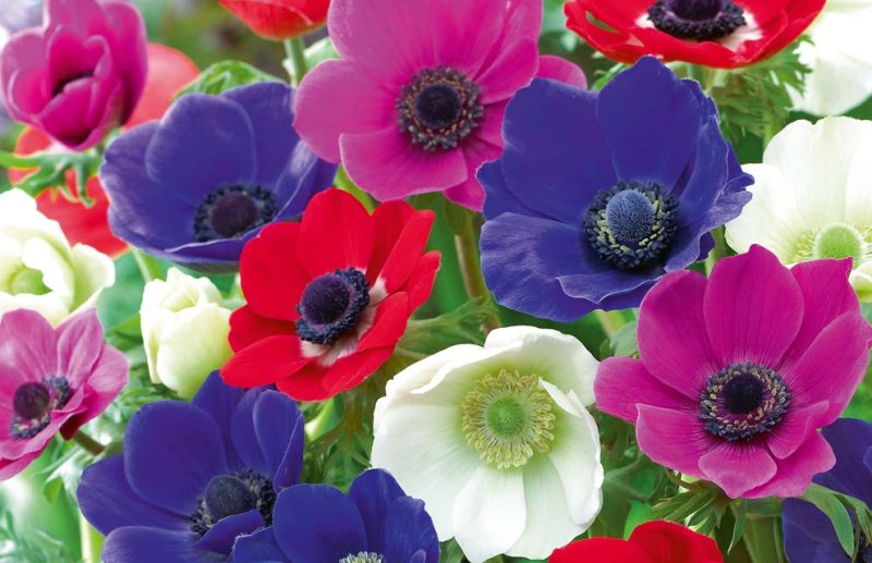 abbinare-colori-fiori-giardino-aiuole-anemone