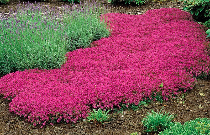 abbinare-colori-fiori-giardino-aiuole-thymus-serpyllum