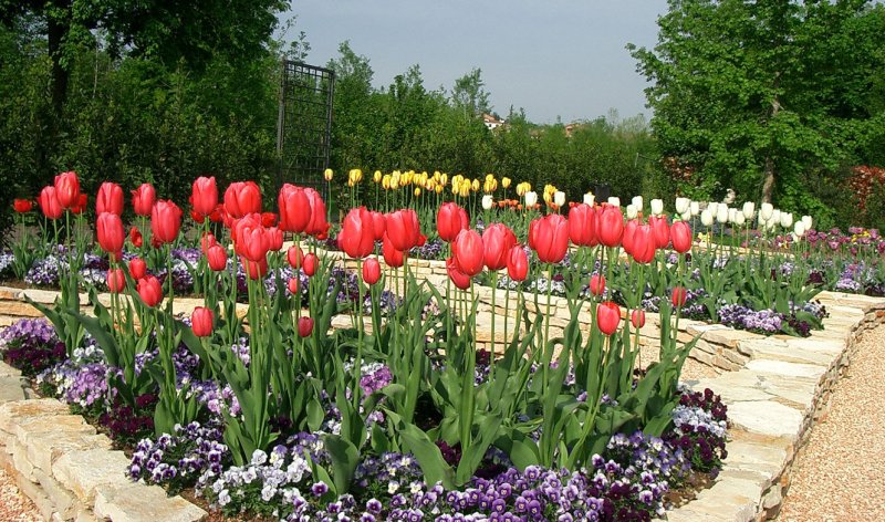 abbinare-colori-fiori-giardino-aiuole-tulipani