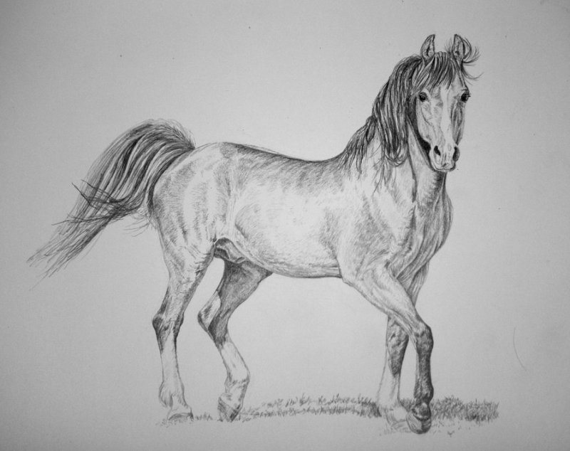 disegno-a-matita-cavallo