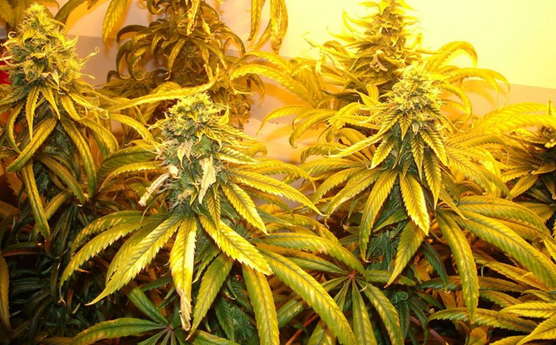 Верхние листья конопли марихуана роды